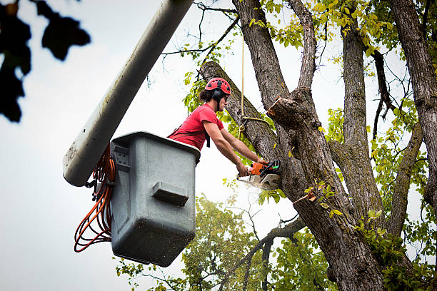 Trusted Columbus Af, MS Tree Removal and Landscaping Services Experts